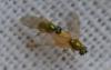Chrysotimus molliculus